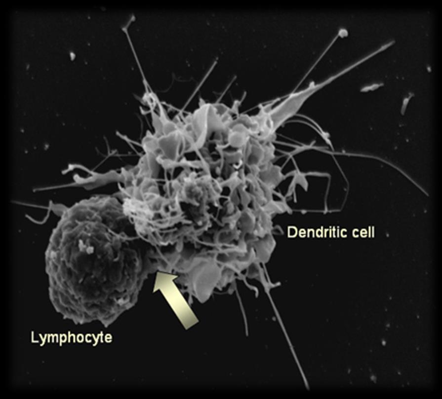 Diğer immün hücreler Dendritik hücreler immün yanıtın başlaması sırasında anahtar moleküllerdir.