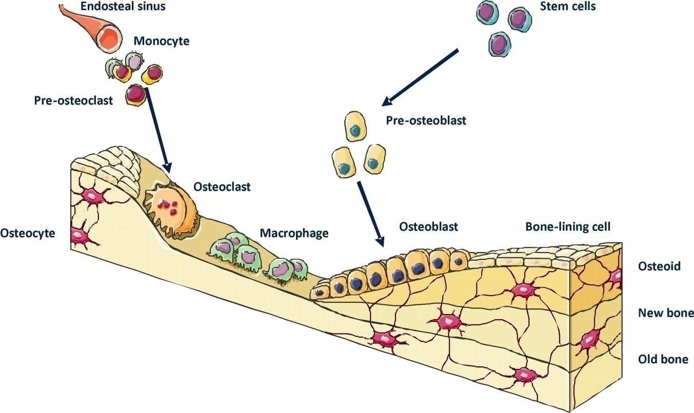 İmmün hücre fonksiyonlarıyla ilişkili sitokinler, kemokinler ve büyüme faktörleri gibi
