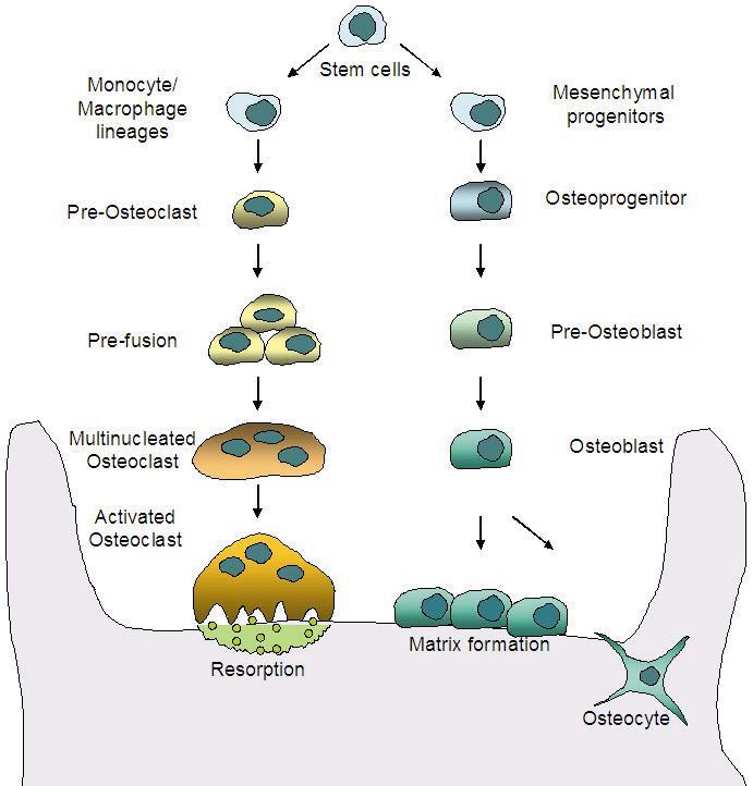 RANKL/OPG oranı RA patolojisinde önemlidir Monosit/makrofaj ailesi Pre-osteoklast Kök hücre Mezenkimal öncüler Osteoprogenitör hücreler Pre-füzyon Osteoklastogenik aktivitenin artışı ile birlikte;
