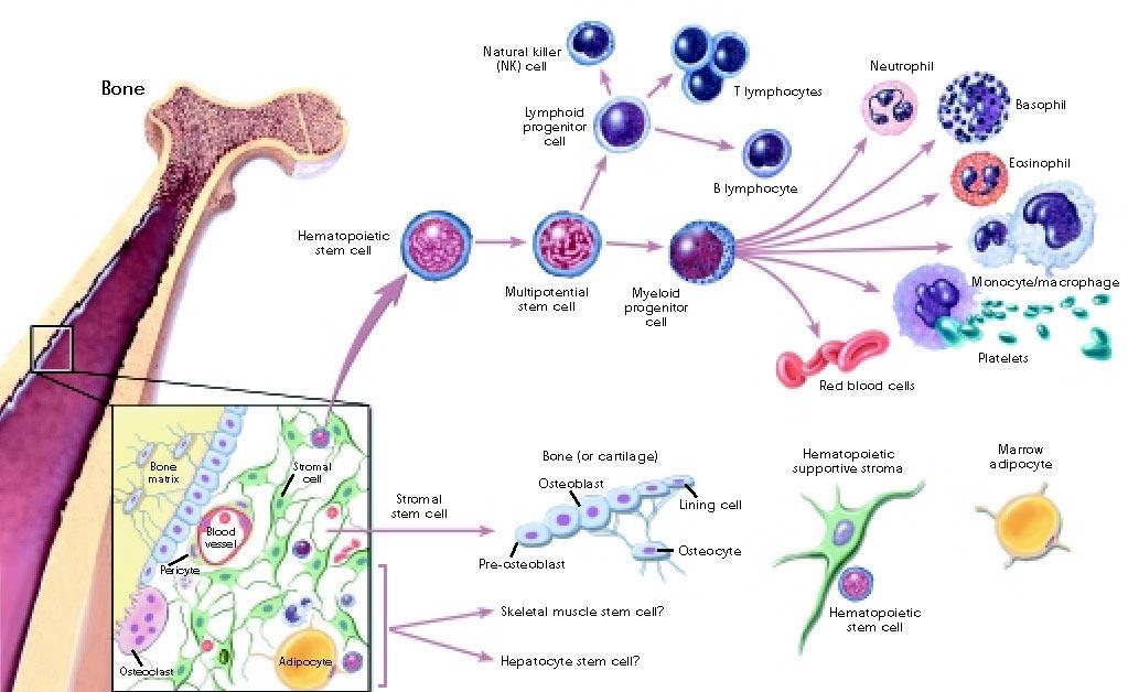 Kemik ve immün hücrelerin ortak öncü hücrelerden köken aldığı, hücre sinyalizasyonu için ortak reseptörleri paylaştıkları ve immün hücrelerin