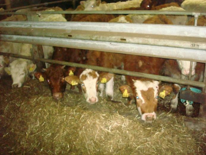 CHAROLAIS (ŞAROLE) Şarole ırkı sığırın anavatanı Fransa dır. Dünyada eti için yetiştirilen besi sığırı olarak bilinmektedir. Şorole ırkı sığırlar dünyada Charolais sığırı olarak bilinmektedir.