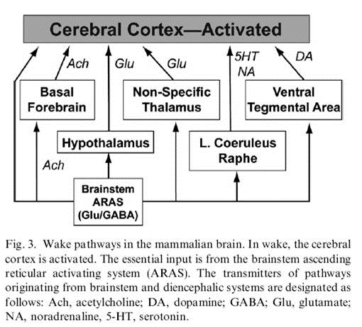Asendan Retiküler Aktive edici Sistem (ARAS) >>> korteks ve önbeyin alanlarında yaygın uyarı ARAS dan projeksiyonlar: 1.