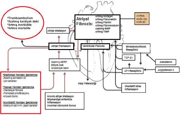Atriyal Fibrozis: Sebep mi sonuç mu?
