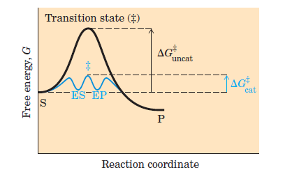 ENZİMLERİN KİNETİĞİ Katalizörler reaksiyon hızını sıcaklık gibi değil ancak aktivasyon enerjisini düşürerek arttırırlar Aktivasyon enerjisi hem S P yönünde hem de P S yönünde katalizlenmemiş
