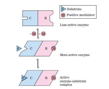 Allosterik enzimler modülatör bağlanmasına yanıt olarak konformasyonel değişikliğe uğrar Basit enzimlerden yapısal olarak da ayrılır DÜZENLEYİCİ