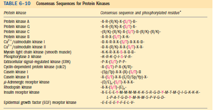 Bazik E glutamat DÜZENLEYİCİ ENZİMLER-KOVALENT MODİFİKASYON Protein kinazların AA diziliminde fosforillediği ortak yapısal motifler yani AA dizileri var Bunlara konsensus dizileri ismi verilir Yani