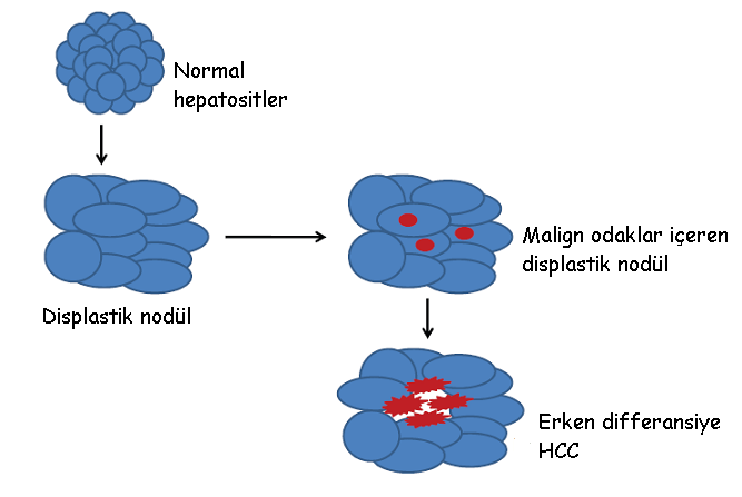 Kc S da HSK gelişiminde çok basamaklı süreç