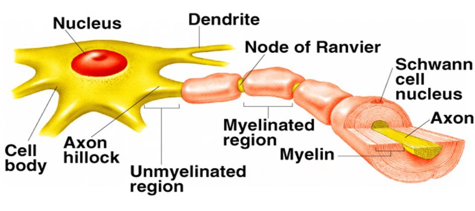 MİYELİN KILIF VE RANVİER BOĞUM Sinir hücrelerine nöron adı verilir ve gövdeleri dendrit ve aksonlardan oluşur.