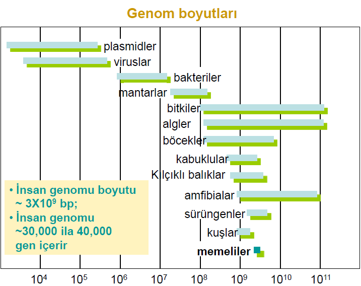 GENOM Bir organizmanın bir hücresindeki genetik materyalin tamamı İnsanın genomu ile C.