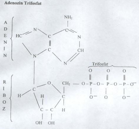 Tüm vücut hücrelerinde enerji oluşumu adenozin trifosfat (ATP) molekülü vasıtasıyla gerçekleşir.