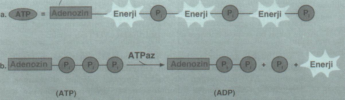 1 mol ATP parçalandığında yaklaşık 7,6 kcal enerji açığa
