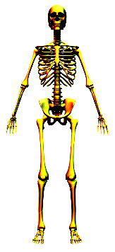 Düzensiz kemikler: omurlar ve bazı yüz kemikleri Yassı kemikler: Kafatası, kürek, kalça, kaburga Uzun kemikler: Kol ve bacaklar, Ön kol, dirsek, pazu, uyluk, kaval Kısa kemikler: El ve ayak