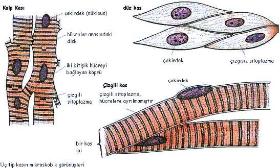 İNSANDA KAS Kas dokusu hücreleri uzun, silindirik ya da iğ şeklinde olup ara maddesi yoktur. Hücre zarına sarkolemma, sitoplazmalarına ise sarkoplazma denir.