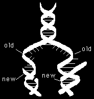 DNA nın Sarmal Yapısı Günümüzdeki DNA