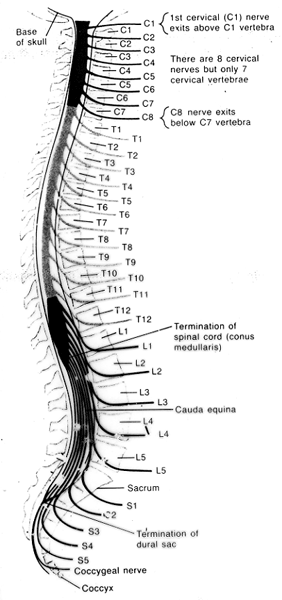 SPİNAL KORD SEVİYESİ Spinal kord yaralanmasından bahsedildiğinde bu, kemik vertebra seviyesi değil refleks arkı