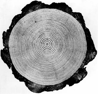 AHŞAP Ahşap, canlı bir organizma olan ağaçtan elde edilen lifli, heterojen, ve anizotrop bir dokuya sahip organik esaslı bir yapı