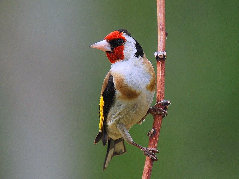 SAKA Yaygın İsmi: Telli,Tiyaspiyon, Rum Güzeli,Kadınka,Dikencik Bilimsel İsmi:Carduelis Carduelis İspinozgiller familyasından taneci, ötücü bir kuştur.