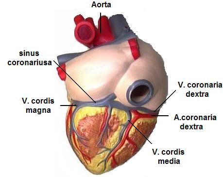 7: Kalbin önden görünüşü ve kalbin arterleri 1.5. Kalbin Tabakaları Resim 1.