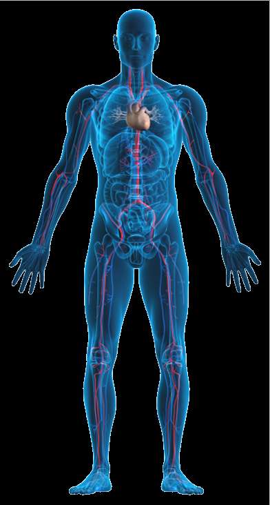 ahüs Normal trombositler ve endotel, kompleman inhibitörleri sayesinde komplemanın doğal etkilerinden korunur.