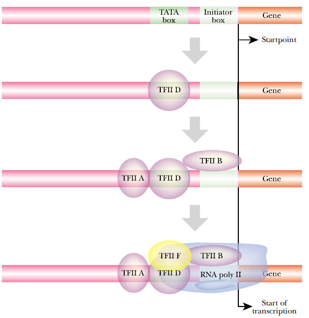Upstream elementler RNA Pol II nin bağlanma etkinliğini arttırırlar 57 58 Transkripsiyonun başlamasındaki ilk olay TFIID protein kompleksindeki bir polipeptidin [TBP (TATA binding protein)] TATA