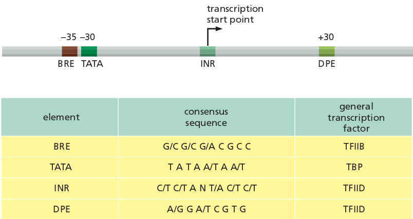 In vitro da bu proteinler promotorda TFIIA, TFIIB ve RNA polimeraz II ile kompleks oluşturmuş TFIIFşeklinde bağlanır. Bu bağlanmanın ardından TFIIE, TFIIH ve TFIIJ bağlanır.