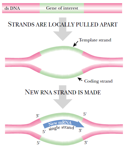 Bir RNA öncüsü bir ucunda uygun bir 3 ucu içerdiği için DNA polimeraz bu uçtan Okazaki fragmanlarını oluşturmak üzere diziyi uzatır.