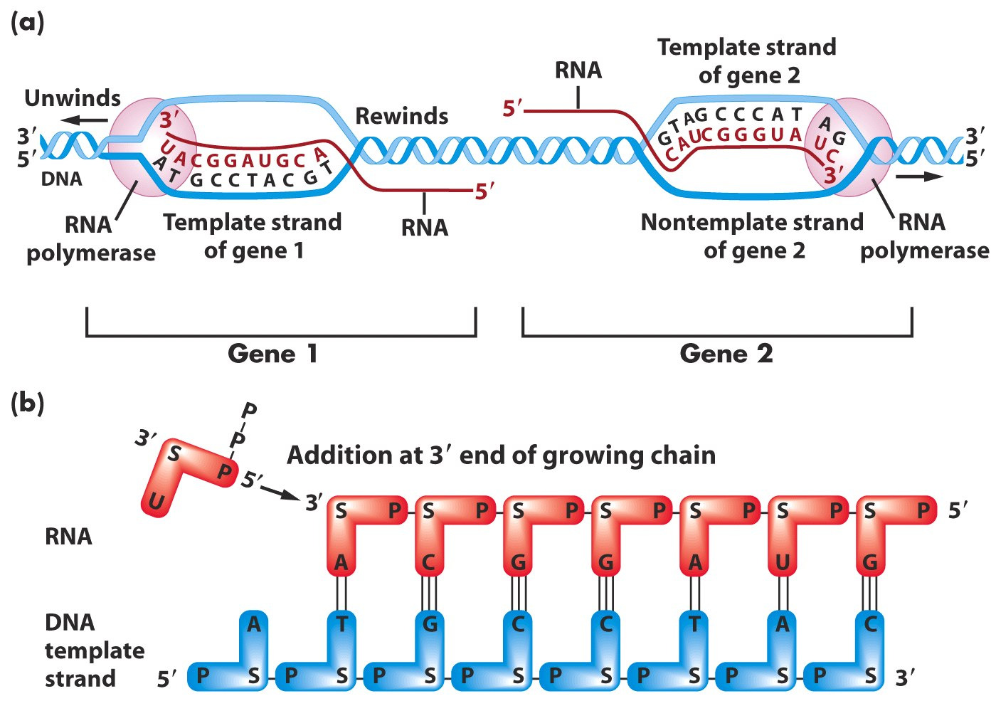transkribe olan baz -10 bölgesi: Bakteriyel promotorda transkripsiyon başlangıcından 10 baz geride bulunan ve RNA polimeraz tarafından tanınan bölge.
