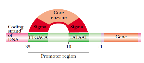 UPSTREAM ELEMENT: Promotor bölgenin ön kısmında yer alan bölge. 3 ve 5 UTR (Untranslated-Lider) BÖLGE: mrna nın kodlama yapan bölgelerinin her iki tarafında yer alan translasyona girmeyen bölgeler.