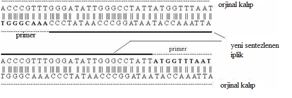 2. Hedef DNA molekülü 92-95 C de denatüre edilerek, bazlar arasındaki hidrojen bağlarının bozulması sağlanır. Böylece çift iplikli DNA tek zincirli DNA haline getirilir. 3.