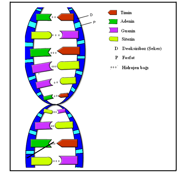 48 bağı yapan azotlu bazlar bulunur; iskeleti ise fosfat ve şeker grupları oluşturur. Fosfatlar dışta kaldığından DNA'yı negatif yüklü yapar ve dış kısmında Mg 2+ iyonları bulunur.