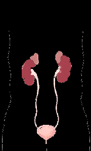 Abdominal Anatomi Çoğu organ peritonun içinde bulunur ve hareket