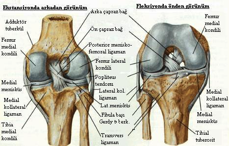 EKLEMİN DIŞ BAĞLARI Patellar ligaman: Kuadriseps femoris tendonunun patelladan tuberositas tibiaya kadar olan devamõdõr.