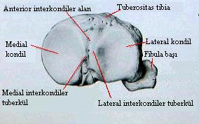 TİBİA: Tibia platosuna üstten bakõlõnca medial ve lateral olmak üzere iki yüzey görülür. Medial kondil yüzeyi oval, derin ve daha konkav ve medial menisküsle uyumludur [Şekil 3].