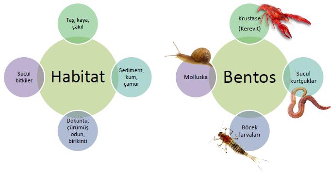 BENTİK MAKROOMURGASIZLAR Çıplak gözle görülebilen Su kütleleri tabanında yaşayan 0,5 mm den