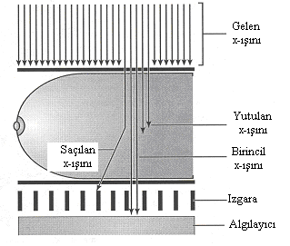 4.2.2.4. Gantry nin görüntüyü ortaya çıkaran bölümü a) Saçılmayı engelleyen ızgara Kolimatör X-ışını fotonlarını X-ışını tüpünden çıkar çıkmaz sınırlarken, saçılmayı engelleyen ızgara X-ışınlarını