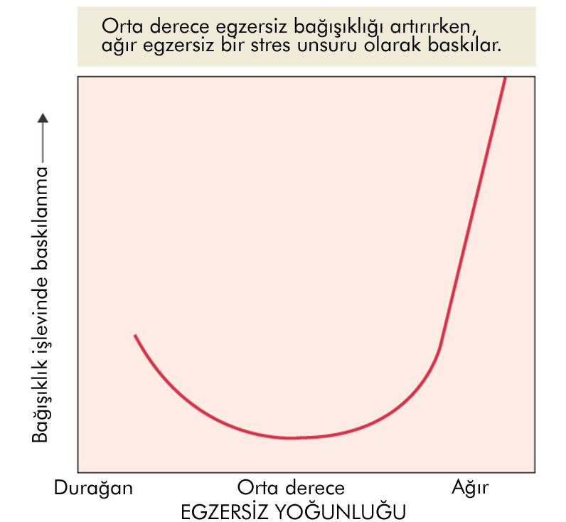 Düzenli Egzersizin