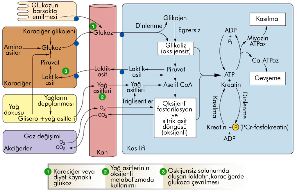 Metabolizmanın entegrasyonu: Kas