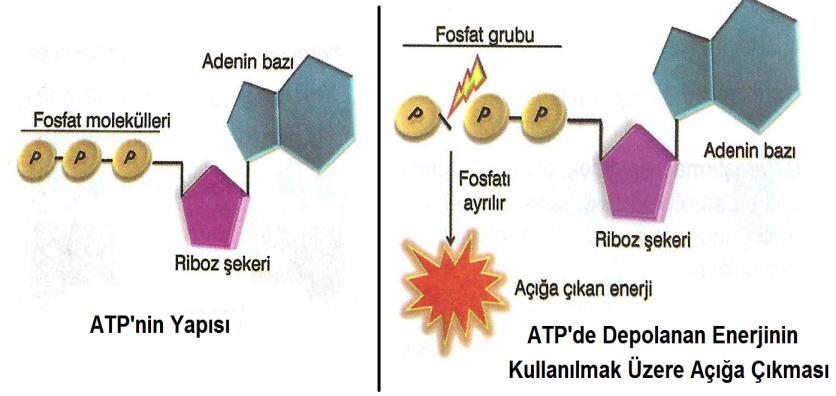 Fotosentezin Yararları: - Oksijen üreterek havadaki gaz içeriğini dengede tutar ayrıca karbondioksit-oksijen dengesini sağlayarak havayı temizler. - Sıvı yağ, ilaç, pamuk, besin, baharat.