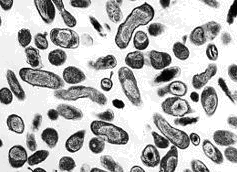 Riketsiyalar: Yapıları nedeniyle bakterilere benzeyen, hücre içi parazitlerdir. Bakterilerden daha küçüktür. İnsanlarda tifüs, Q humması vb. hastalıklara yol açar.