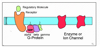 G proteinleri membran enzimleri ve