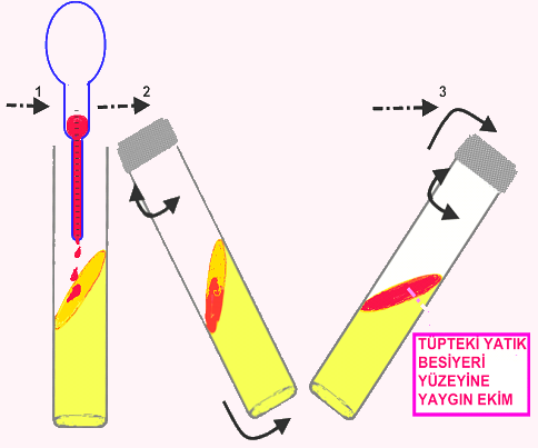 2.1.2.2. Tüpteki Yatık Besiyerine Pipetle Yüzey Ekimi Steril pastör pipetine alınan sıvı örnek besiyeri yüzeyine damlatılır.
