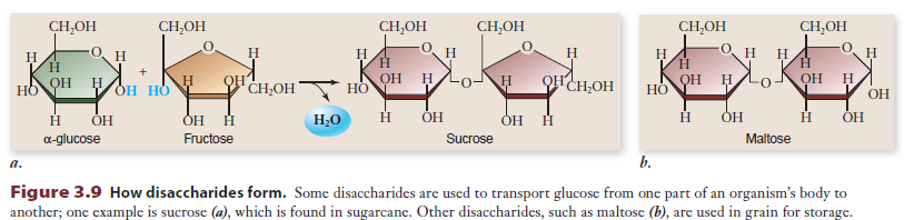 Disakkaritler bitkilerdeki taşıma molekülleri gibi davranırlar ve hayvanlar içinde besin oluştururlar.