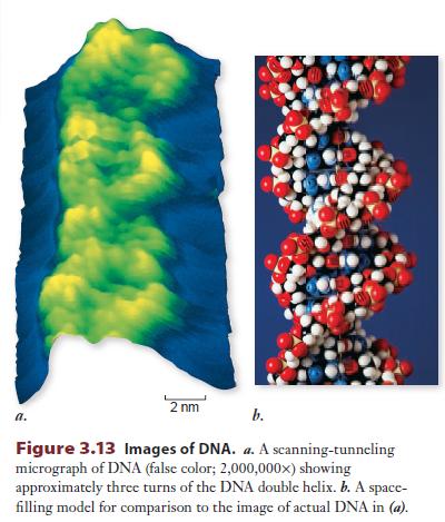 3.3. Nükleik Asitler: Bilgi Molekülleri Deoksiribonükleik asit (DNA) ve ribonükleik asit (RNA) nükleotid Monomerlerinden oluşan polimer bileşenlerdir.