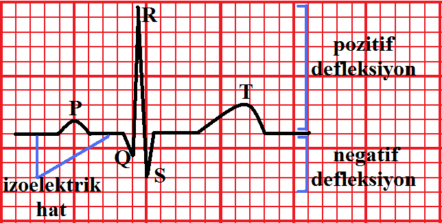 P-QRS-T dalga dizisi kalbin tekrarlayıcı elektriksel aktivitesini yansıtır. EKG de bir dalganın başlangıcından bir sonraki aynı dalganın başlangıcına kadar olan bölüm bir kalp siklusudur.