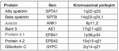 Çizelge 2. 9. Eritrosit membran proteinlerinin genleri ve kromozomal yerleģimleri 2. 5.