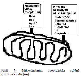 56 ii)mitokondri: Bazı kaspaslar mitokondride inhibe edilir. Bcl- 2 ve Bax mitokondri dış zar geçirgenliğini ayarlar.