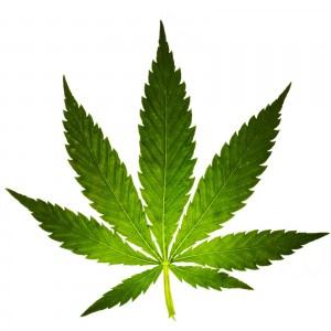 Kannabis/Kannabinoid nasıl etki eder?