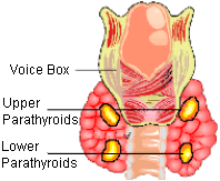 Paratiroid Bezler Paratiroid bezleri bir çok hayvan türünde tiroid bezinin yanında iki çift bez olarak bulunur.