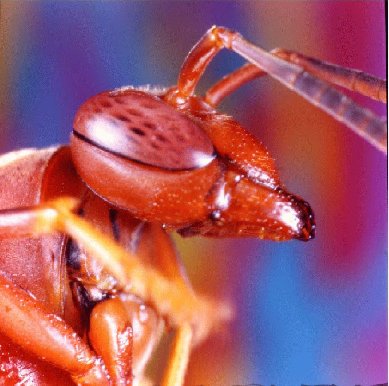 Plecopterlerde alın üzerinde, diğer böcek gruplarında ortadaki ocel, alında, yan oceller ise alın ve vertex bölgeleri arasındaki dikiş üzerinde yer alırlar.