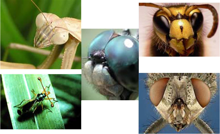 Görme Organları Stemmata tipleri 43 Dermal ışık alıcıları: Sadece bazı böcek gruplarında lepidopter larvaları, Periplanata (Blattodea), Tenebrio larvaları (Coleoptera) gözleri ve oceller iptal edilse